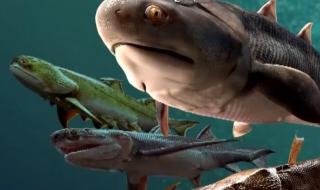 证实人从鱼进化而来 为什么人是鱼进化而来的